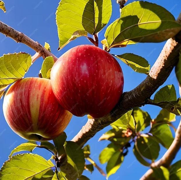 De Appelhoeve Terschuur Экстерьер фото